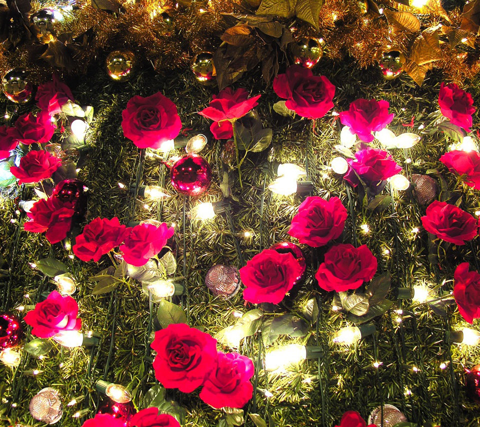 flowers for flower lovers. Beautiful flowers wallpapers.