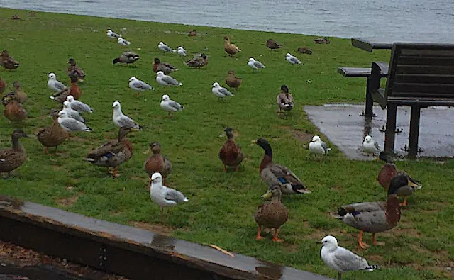 Black-billed gull, Mallard, Brown teal, at Lake Taupo