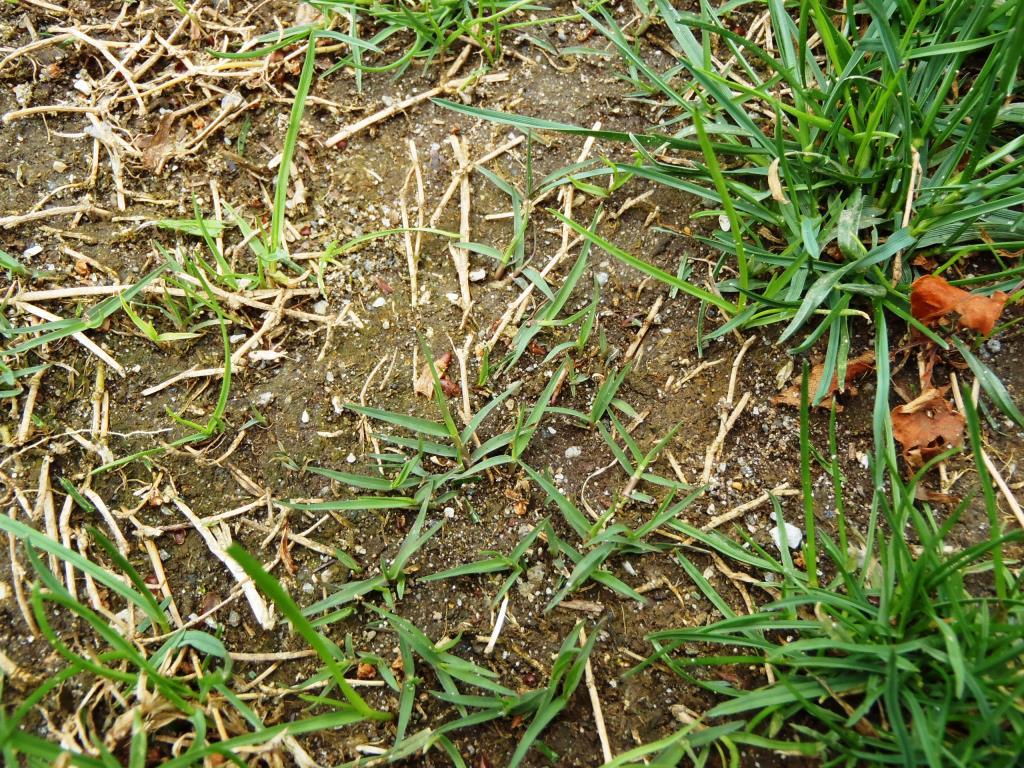 特定非営利活動法人 ファングリーン