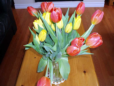  A close-up of my Tulips.