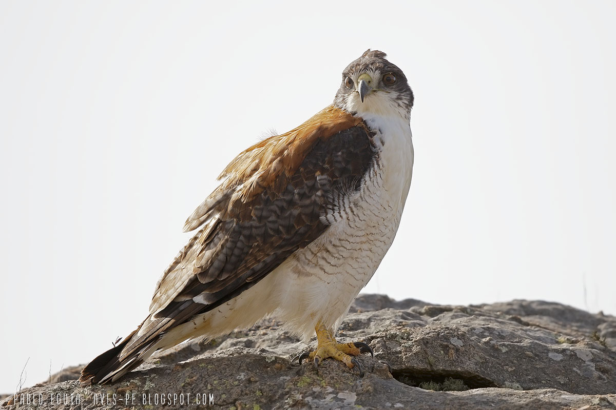 mis fotos de aves: Geranoaetus polyosoma Aguilucho Ñanco Variable Hawk