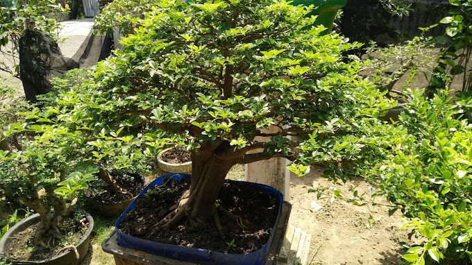 MERAWAT BONSAI DIPEKARANGAN RUMAH