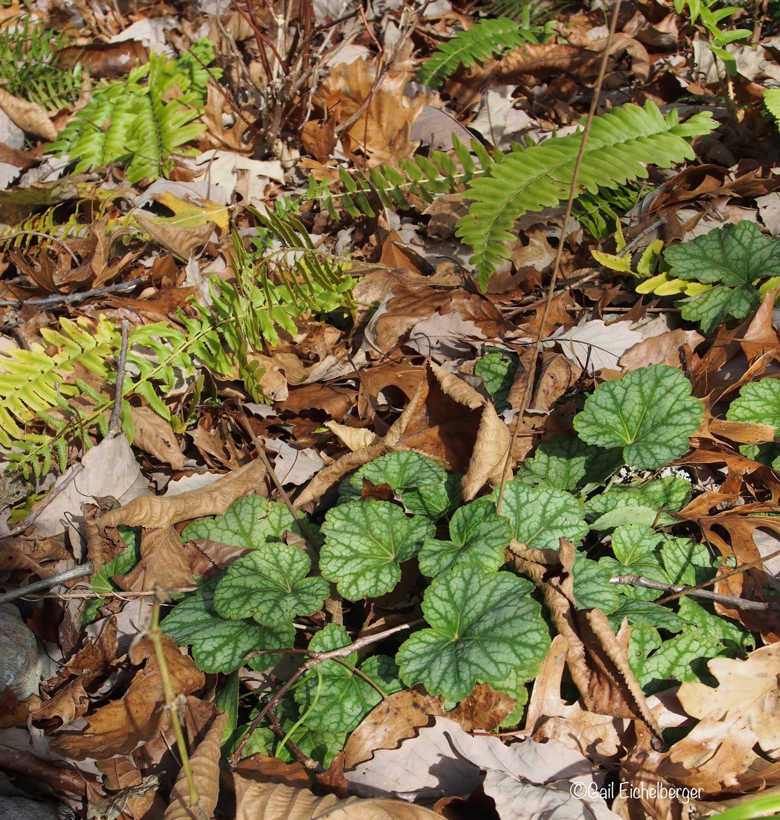 Evergreen Shrubs For Clay Soil Uk