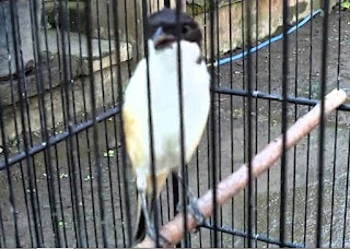 Ciri Ciri Cendet Madura Kepala Hitam Blangkon Gondrong Kicau Burung
