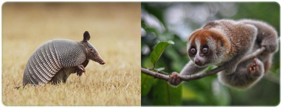 Media Pembelajaran Geografi Persebaran Flora Fauna Di Dunia Dan Di Indonesia
