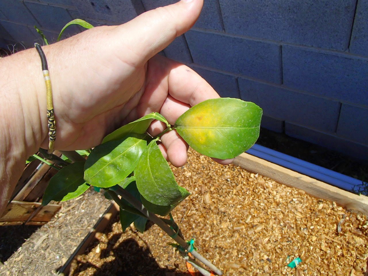 Xtremehorticulture of the Desert What is Causing Citrus Leaves to Yellow?