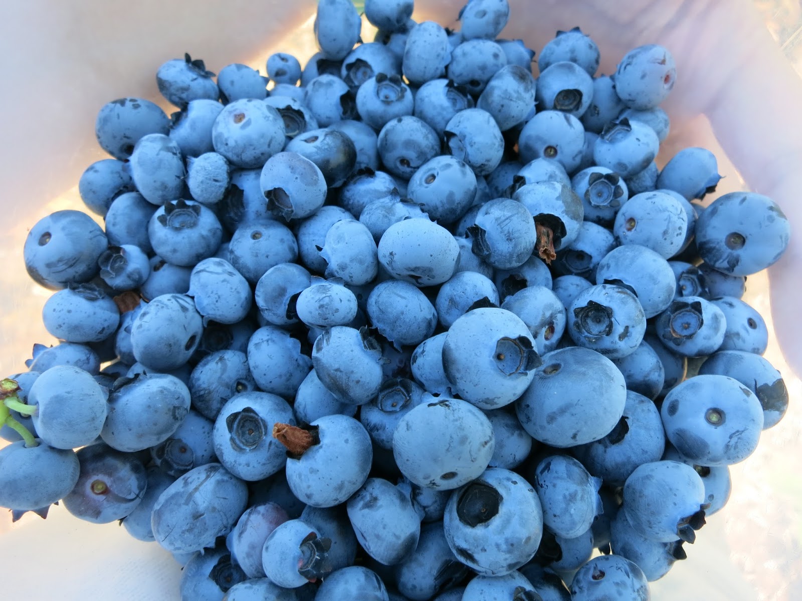 Birak Berry Farm Richmond in Vancouver, Canada chichicho