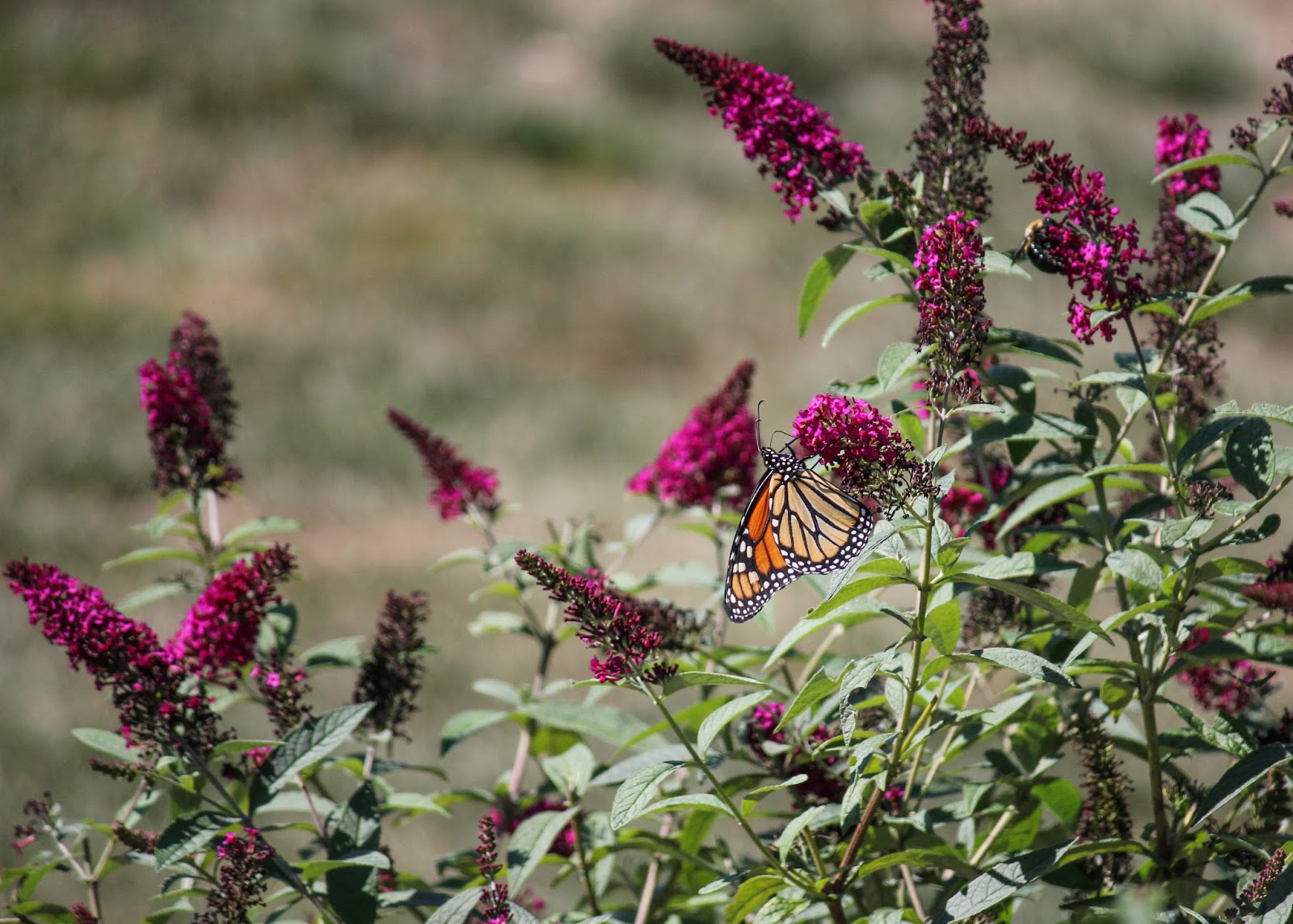 Free Butterfly Bush Growing Zones doodlekun