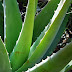 Extremely Health Benefits Of Aloe Vera Gel | Health And Fitness Rapidly