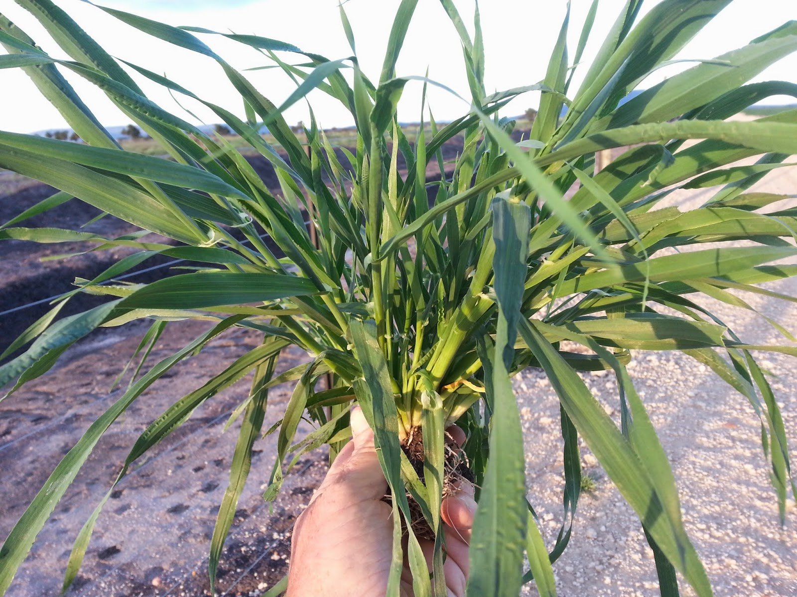 Bardens in Kenya 59 tiller barley