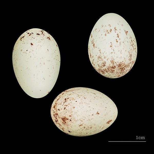 Foto Telur Burung Kenari Kicau Nyaring Gacor 