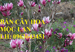 Cung cấp cây hoa mộc lan, cây hoa mộc lan đang có hoa, uy tín, chất lượng, giao cây toàn quốc Cung cấp cây hoa mộc lan, cây hoa mộc lan đang có hoa, uy tín, chất lượng, giao cây toàn quốc