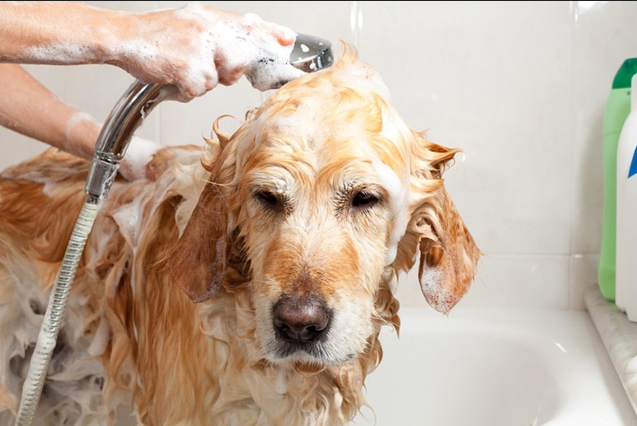 Tick Medicine For Dogs Tick Medicine For Dogs