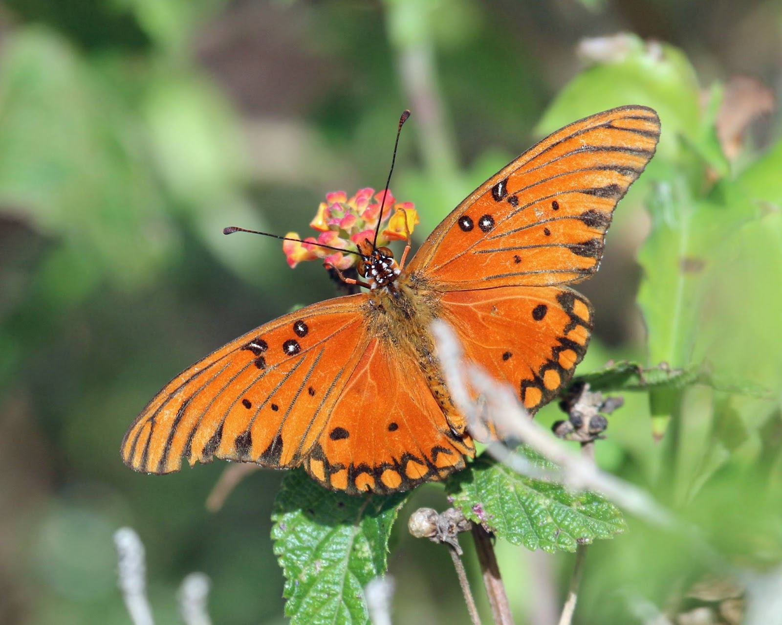Ruminations South Texas Butterflies Part II