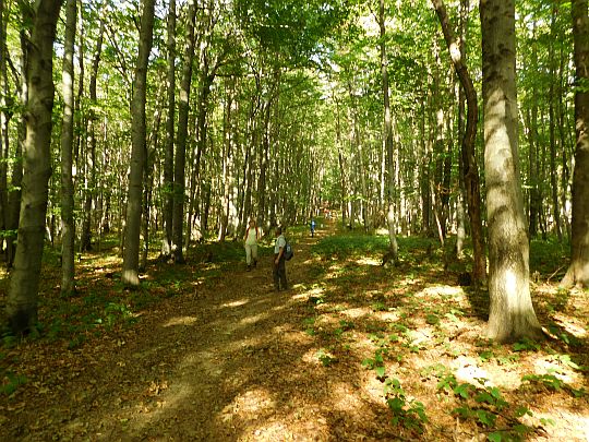 Zejście z Kamienia nad Jaśliskami w kierunku Przełęczy Beskid nad Czeremchą. Zejście z Kamienia nad Jaśliskami w kierunku Przełęczy Beskid nad Czeremchą.