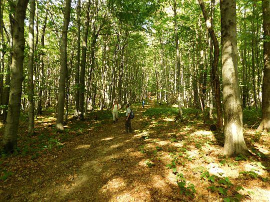 Zejście z Kamienia nad Jaśliskami w kierunku Przełęczy Beskid nad Czeremchą.