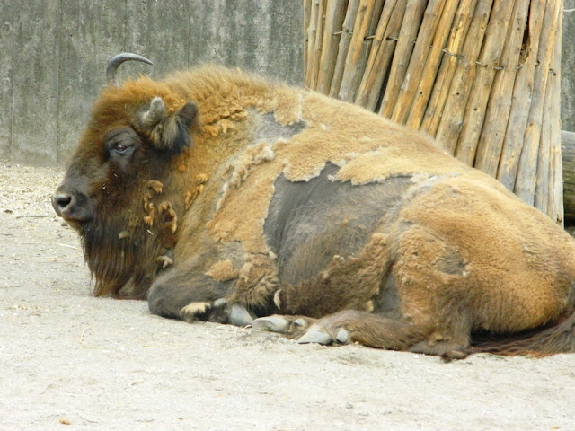 European Bison at Skansen european bison, bison, skansen, skansen zoo, skansen stockholm,