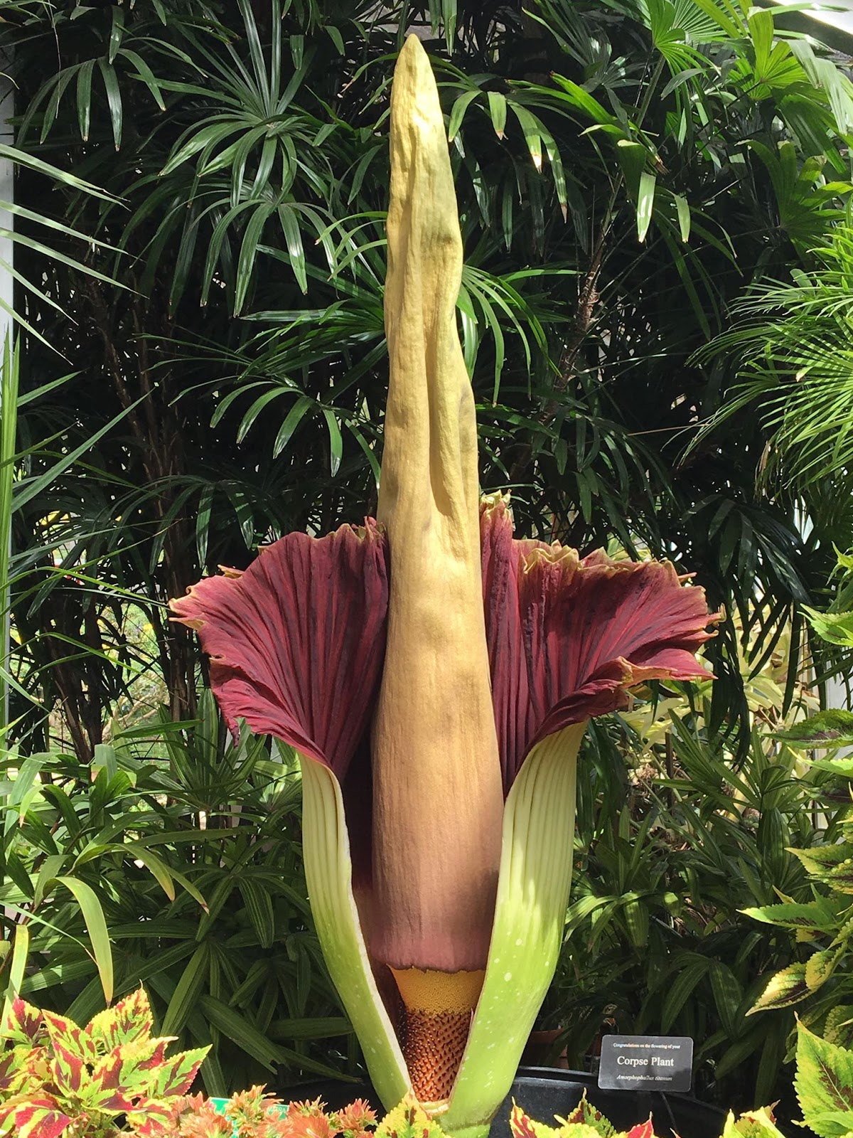 Aloha from Hawaii: The Rare, Giant corpse flower at Foster Botanical ...