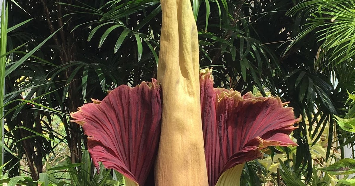 Aloha from Hawaii The Rare, Giant corpse flower at Foster Botanical