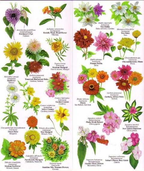 Different Types Of Flowers And Their Names Drawing Different Types Of Flowers And Their Names Drawing