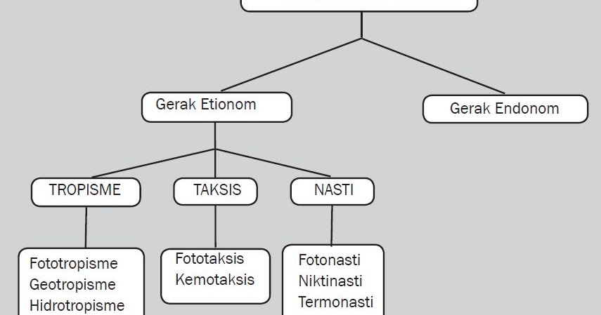 Macam Macam Gerak Pada Tumbuhan Beserta Misalnya Terlengkap Perpustakaan Umum