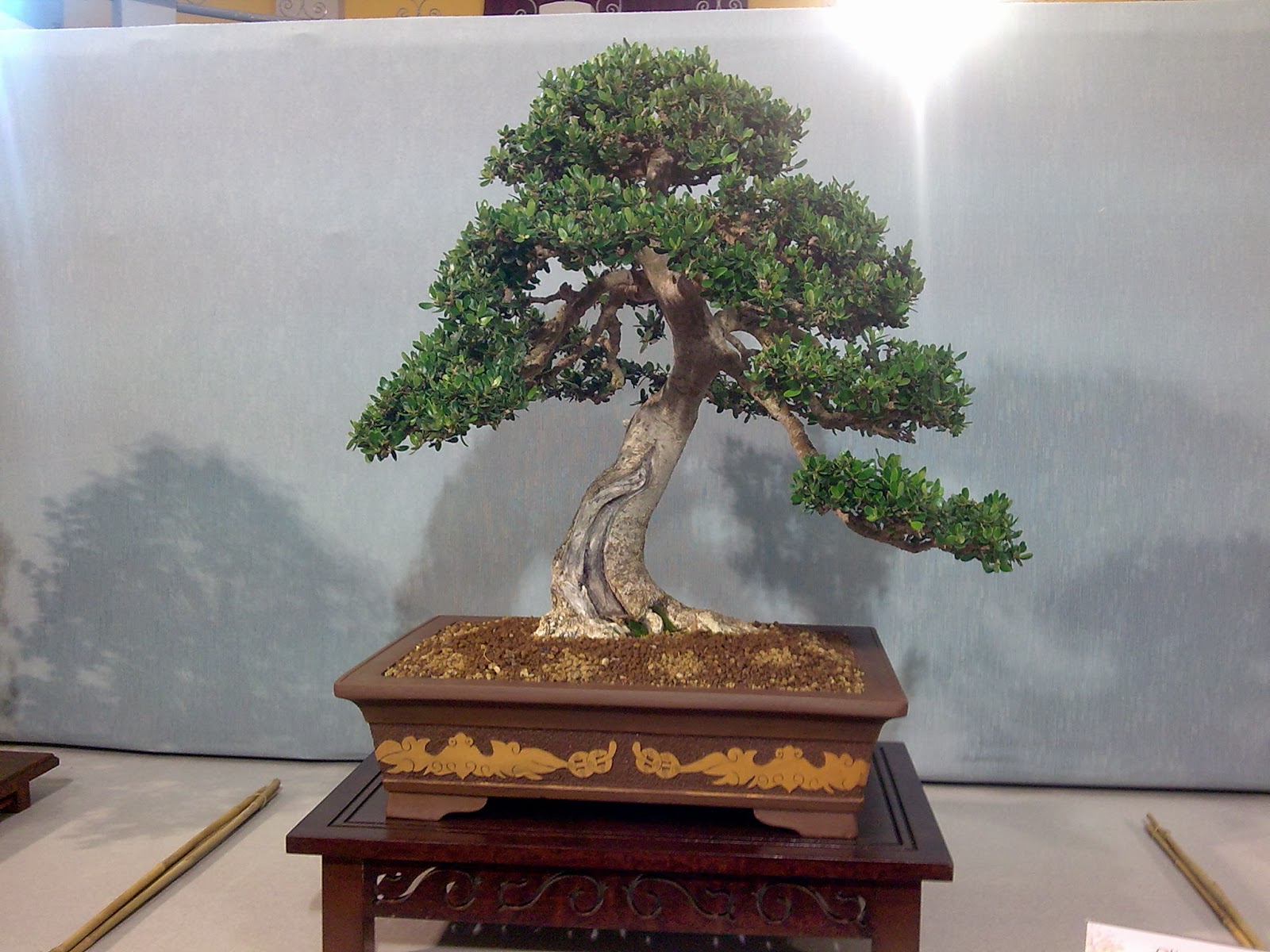 Asociacion Valenciana de Bonsai 2008 II Exposicion Bonsai Paterna