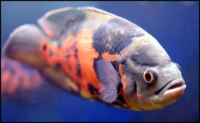 Klangenan Oscar fish - Guide on care breeding tankmates