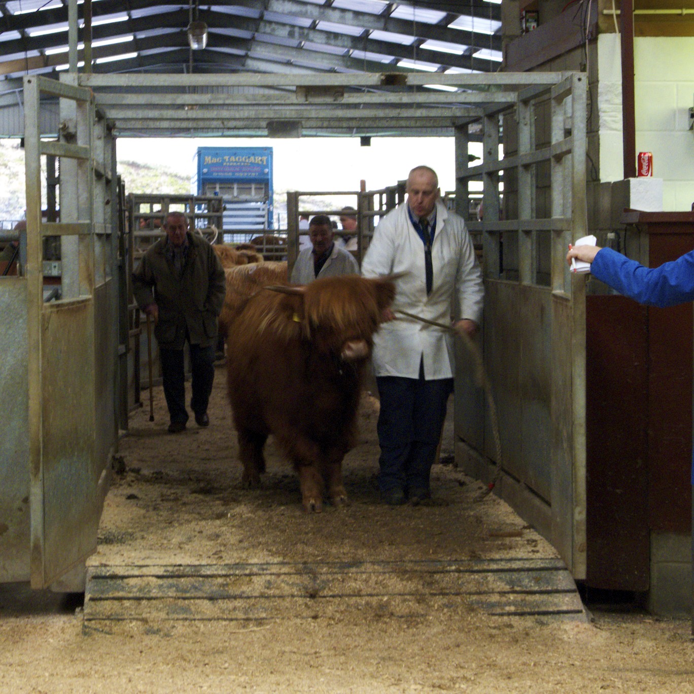 registered scottish highland cattle for sale registered scottish highland cattle for sale