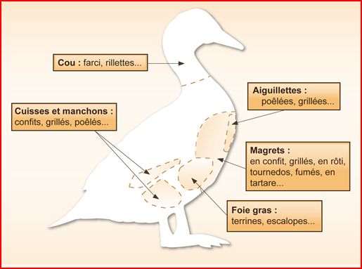 les différents morceaux du  canard