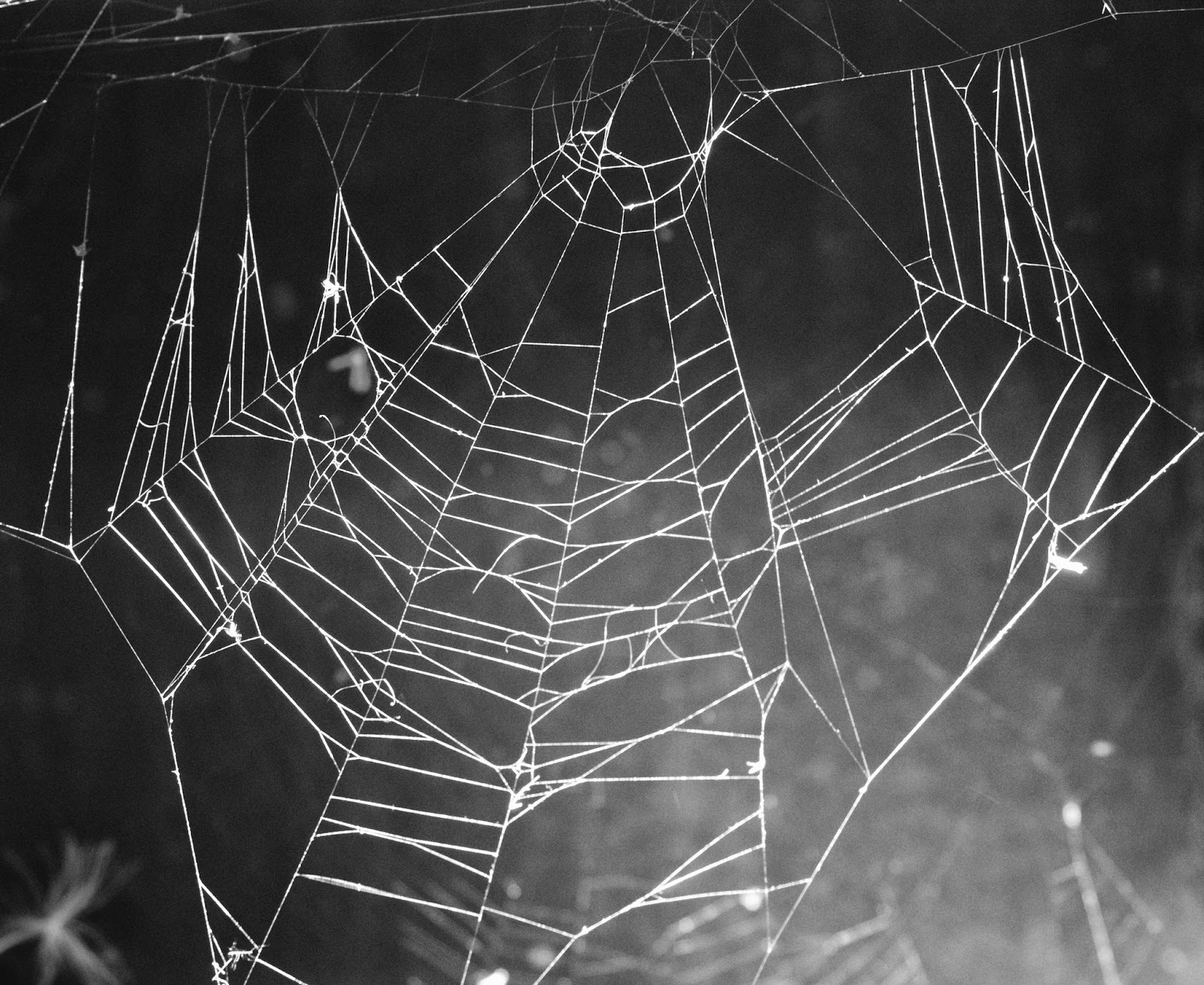 сериал паутина алла 2007 год. сериал паутина 1 расплата. паутина 2 сериал. паутина 10 подряд. паутина 10 подряд.