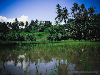 Young Paddy Plants Scenery Of The Rice Field In The Agricultural Area At The Village, Ringdikit, North Bali, Indonesia