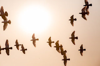 https://pixabay.com/en/doves-animal-fly-sun-evening-1770573/