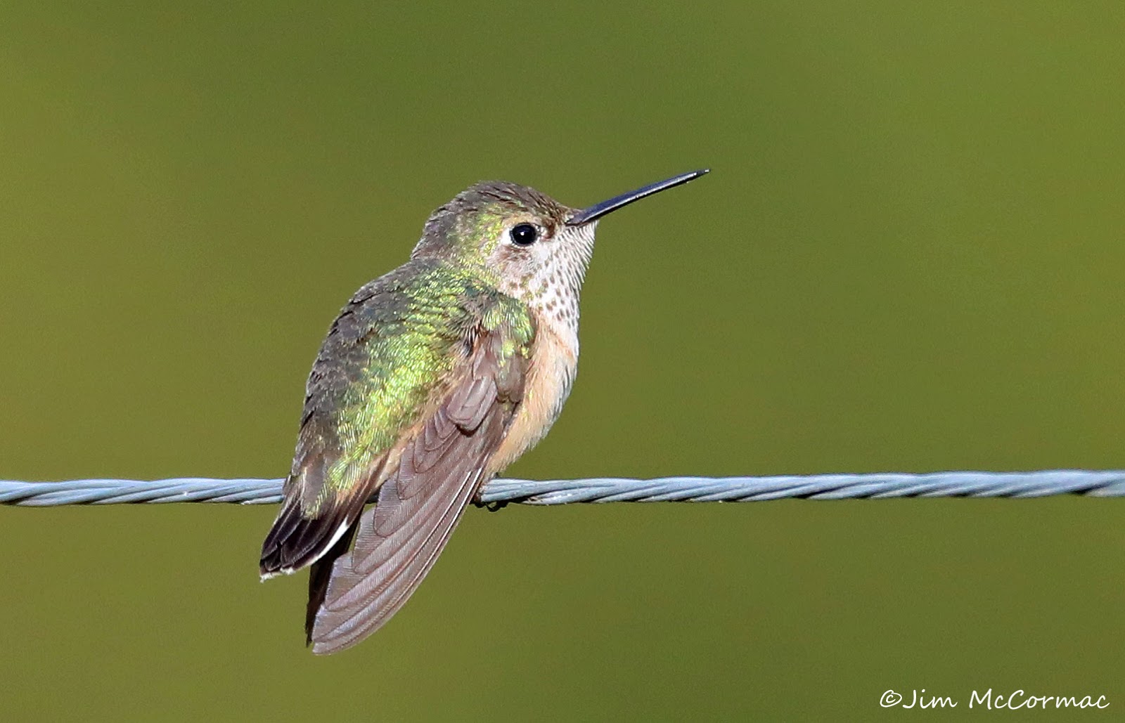 Ohio Birds and Biodiversity Calliope Hummingbird in central Ohio!