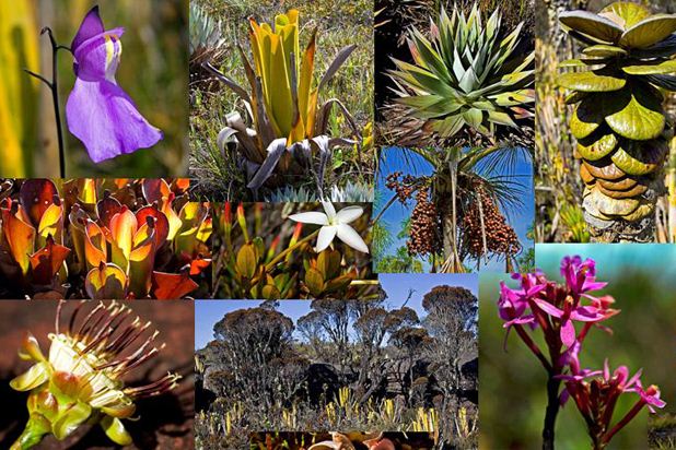 Hutan hujan Tropis merupakan sumber plasma nutfah. Mengapa? - Primalangga