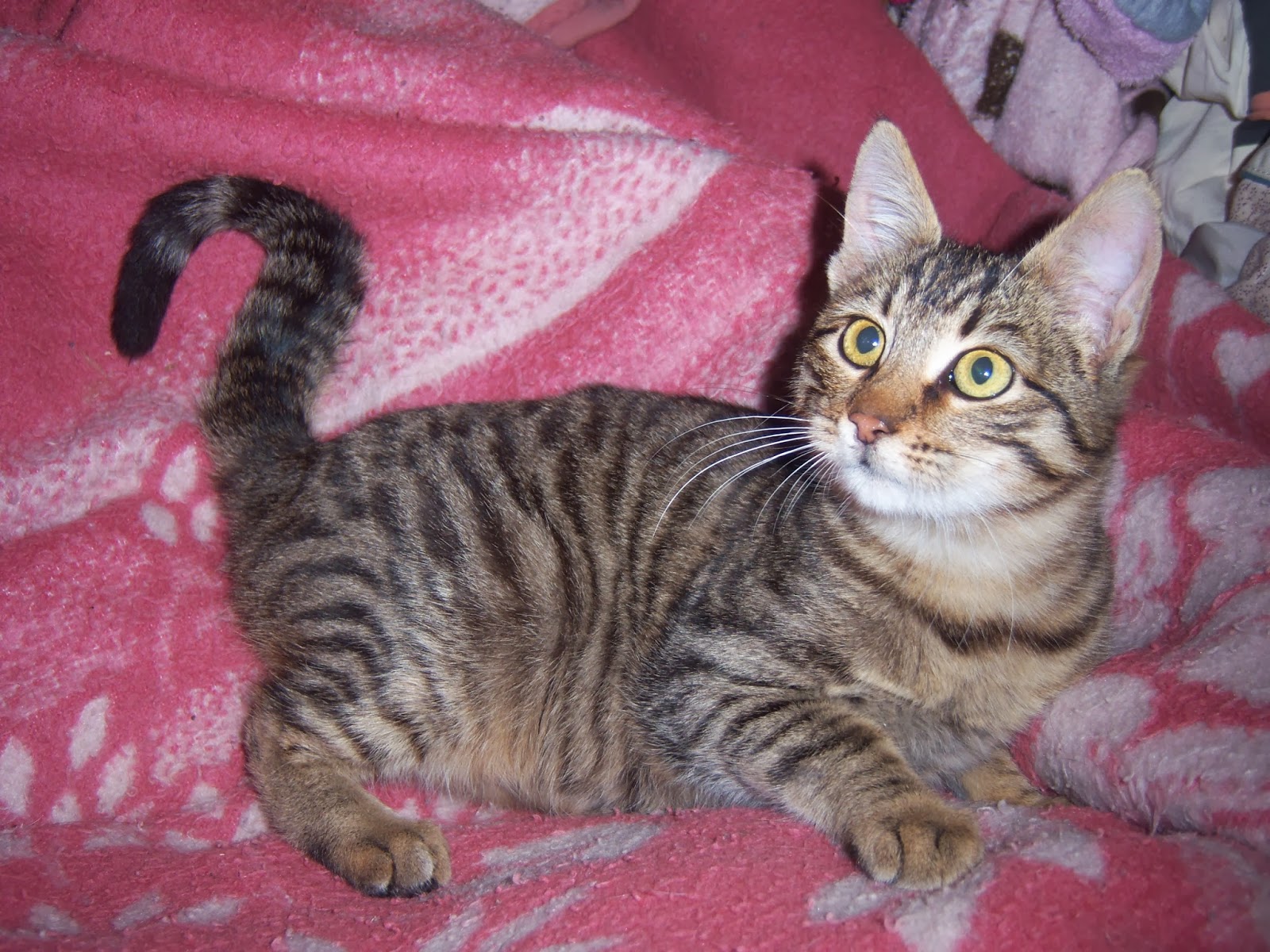 Tawşi�nin Dünyası KARDEŞİ DONARAK ÖLDÜ!