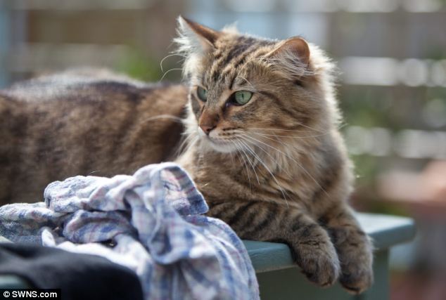 Wajah Comel Tetapi Kucing Ini Mempunyai Rekod Sebagai Pencuri Yang Hebat Wajah Comel Tetapi Kucing Ini Mempunyai Rekod Sebagai Pencuri Yang Hebat