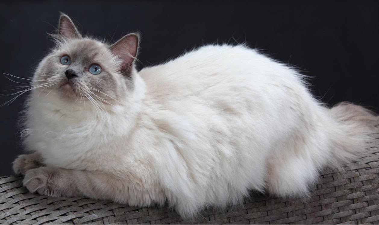 Top 5 Most beautiful Cat Breeds ~ Explore Amazing World