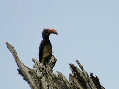 50 Awesome Birds You Can See in Uganda: Crowned Hornbill in Entebbe Botanical Gardens