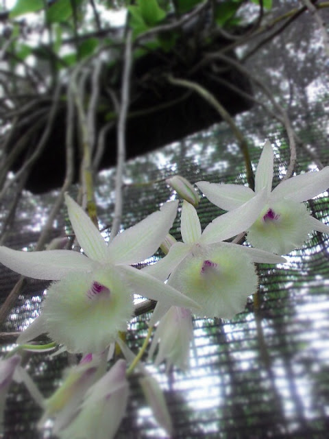 Dendrobium Aphyllum - Den Pierardii