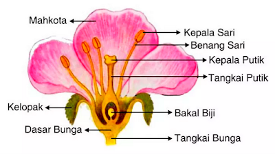 Bunga memiliki bagian-bagian, yaitu mahkota, kepala sari, benang sari, kepala putik, tangkai putik, bakal biji, tangkai, kelopak, dan dasar bunga.
