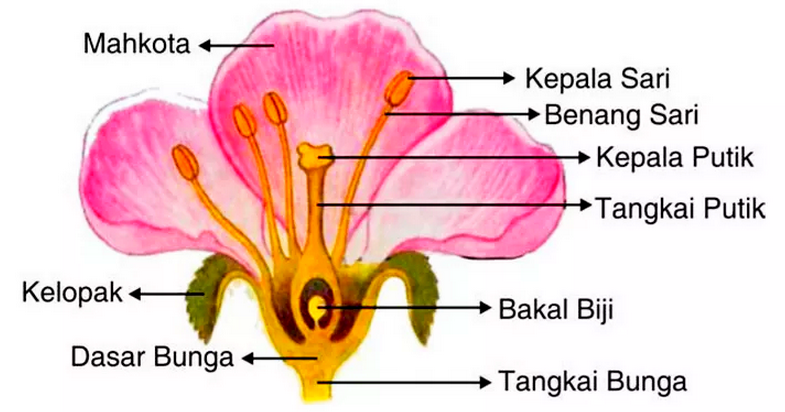 7 Fungsi Bagian Bagian Bunga Terlengkap