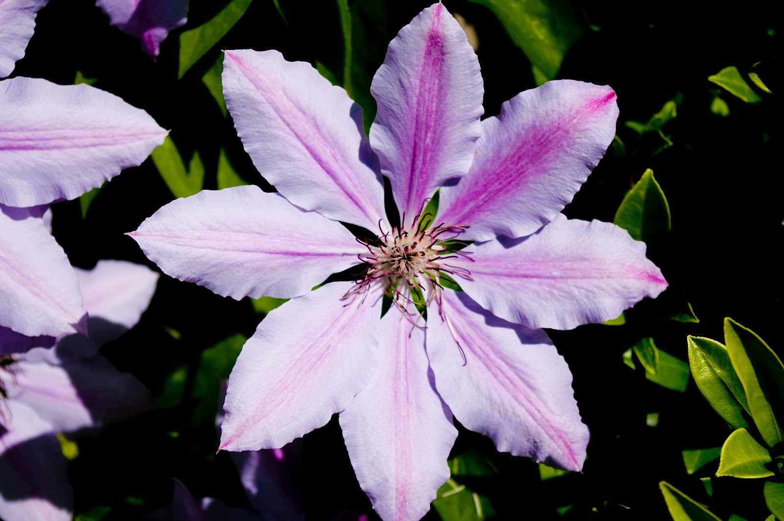 Thom Zehrfeld Photography Flowers In The Yard Two