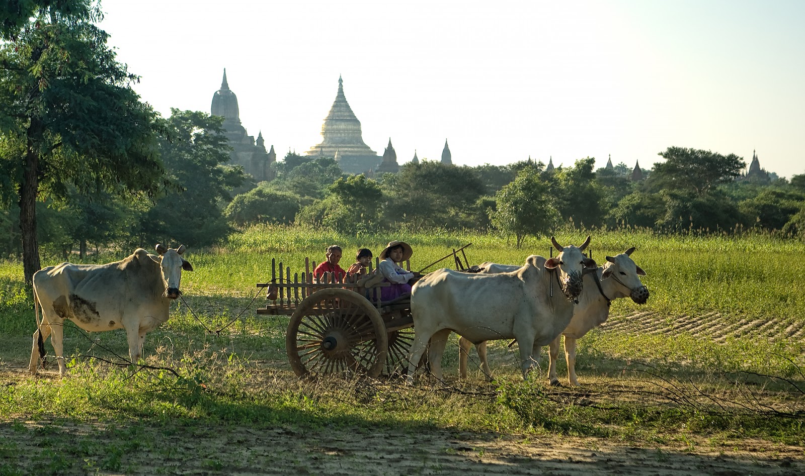 Mieszkańcy Bagan ludzie,bydło,kolaska,pagody,bagan,birma