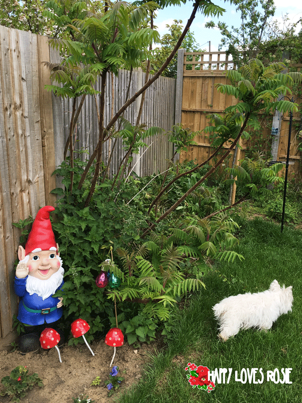 happy gnomes in the garden