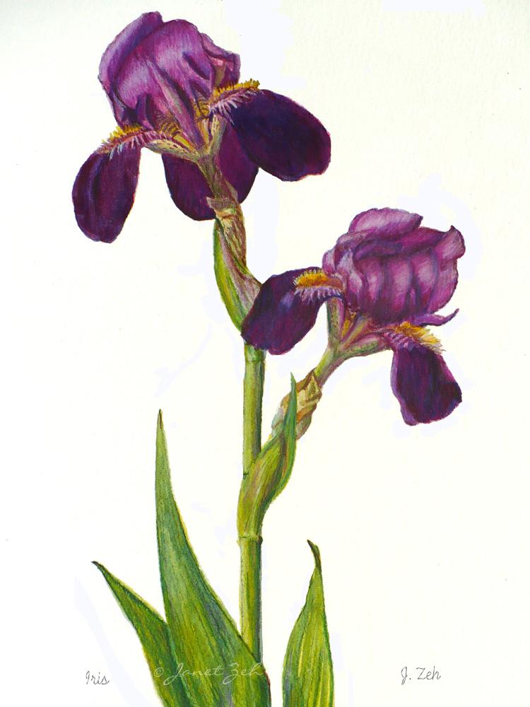 Zeh Original Art Watercolor and Oil Paintings Purple Bearded