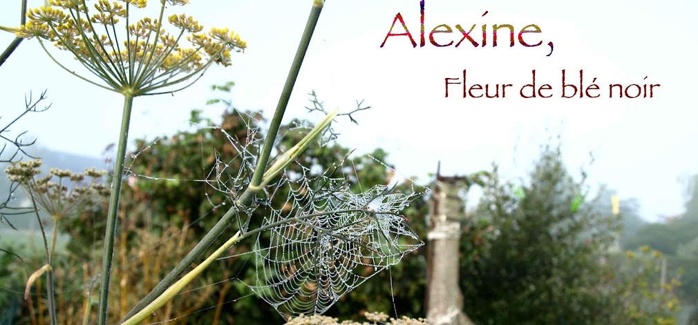 Alexine, Fleur de blé noir...