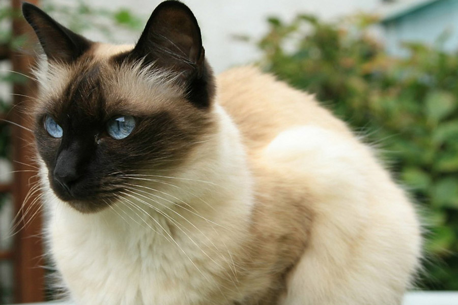 obstrucción uretral de gatos castrados contra gatos machos enteros
