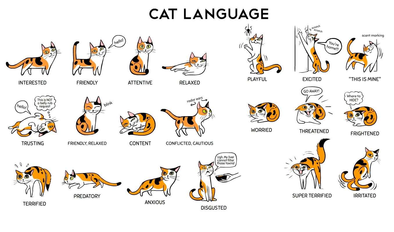 Как переводится кошек. Кошачий язык жестов. Кошачий язык учить. Кошачий язык тела.