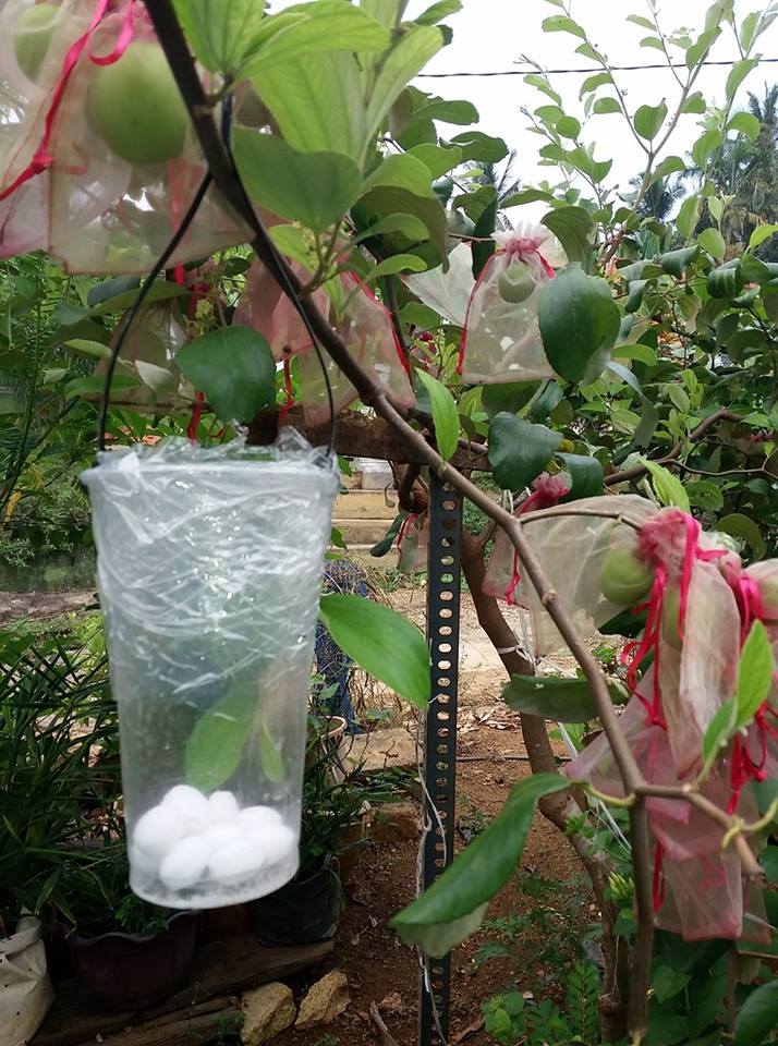 Mini Kebun Belakang Rumah: POKOK BIDARA a.ka. APPLE VIETNAM