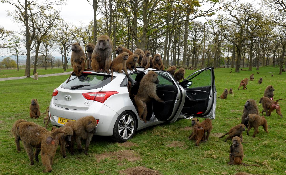 Hyundai+i30+40+Monkeys+(2).jpg